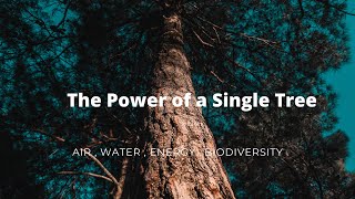 The Power of  a  Single Tree