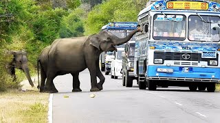 The herd of elephants that came to the road followed the vehicles on the road and begged for food...