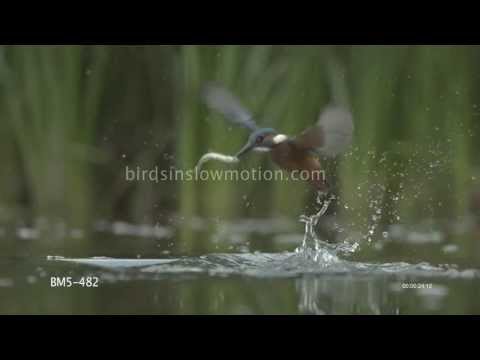 Kingfisher Slow Motion Catching Fish shot on Phantom HD Gold - 3 Shots