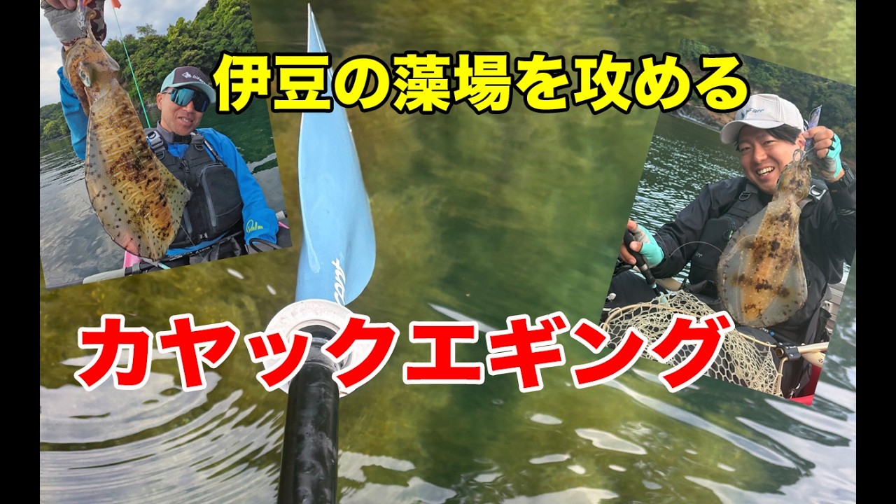 Kayak Eging Targeting Seaweed Beds in Izu (with Store Manager