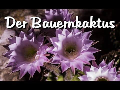 Vorschau: YouTube-Video zu Echinopsis