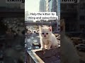 Help the kitten #cutecat #sad #sadsong #shorts #kitten #cat