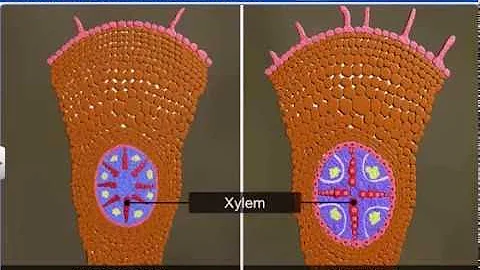 CBSE Class 11 Biology || Anatomy of Dicot and Monocot Roots || By Shiksha House