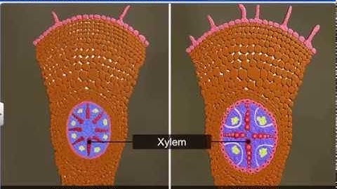 CBSE Class 11 Biology || Anatomy of Dicot and Monocot Roots || By Shiksha House