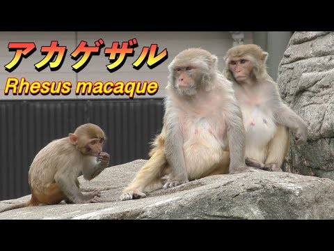 【サル】アカゲザルの生態〜知ってほしい実験動物として犠牲になった神聖なサルの存在〜（Rhesus macaque）