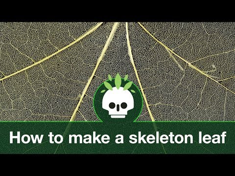 Video: Skeletoniseret bladbeskadigelse - Årsager til skeletdannelse af blade