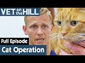 🐱 Cat Needs Urgent Operation To Function | FULL EPISODE | S02E15 | Vet On The Hill