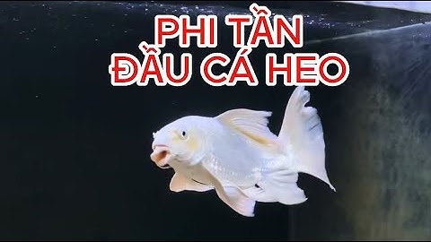 Vẻ đẹp cá chép phi tần đầu cong cá heo - Beautiful Taiwan platium butterfly carp