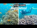 BEST Diving in the Indian Ocean?!? | Mafia Island Marine Park