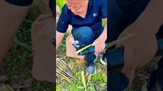 Peeling long green bamboo shoots using a manual mechanical peeler tool
