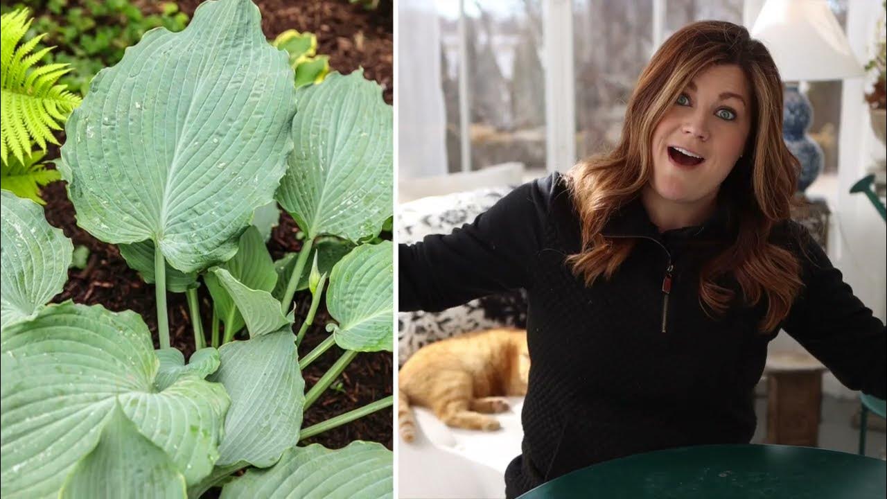 Proven Winners' Diamond Lake Hosta 🌿 'Garden Answer' Laura 🌿 Reston