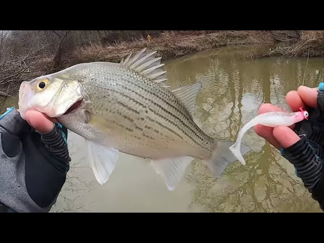 IT HAS BEGUN‼️ White Bass Fishing From The Bank 