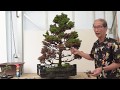 Reviving An Almost Dead Tree