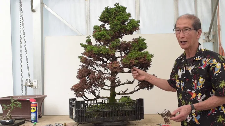 How To Revive A Cypress Tree Ultimate Guide 22