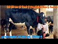 30-30 लीटर दूध की गाय और बछडीया बिकाऊ। Radhika Dairy Farm Ludhiana