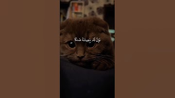 القارئ إسلام صبحي | أكتب شيئا تؤجر عليه ❤️😴