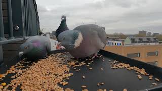 Wood Pigeon With Feral Pigeon Eating  Seeds Together