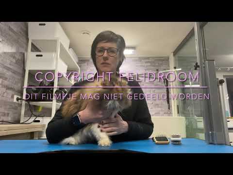 Video: Hoe Je Je Kat Moet Borstelen Als Ze Weerstand Biedt?