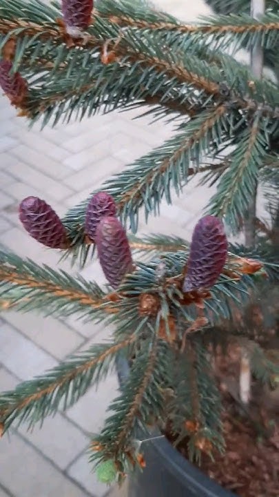 🌲Ель энгельмана Блю Магу | Telegram: https://t.me/love_is_hvoiny_dvorik ...