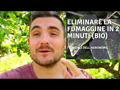 Video: Trattare il fungo macchia fuligginosa - Informazioni sulla macchia fuligginosa sulle mele