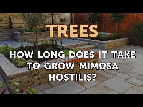 How Long Does It Take to Grow Mimosa Hostilis?