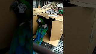 Macaw in a box