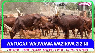 🔴 WAFUGAJI WAUWAWA WAZIKWA ZIZINI