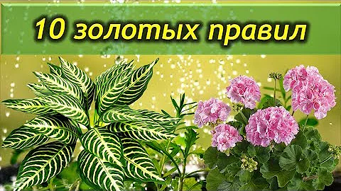 10 золотых правил ухода за комнатными растениями. Это должен знать каждый цветовод.