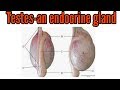 Testes- an endocrine gland- location, hormones and functions