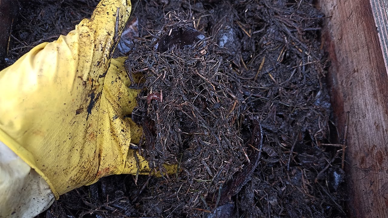 Как живет дождевой червь на новом месте? Эксперимент по разведению ...