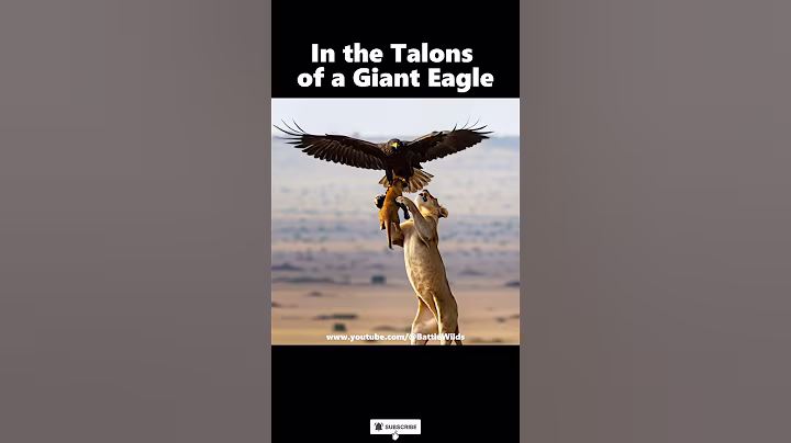 In the Talons of a Giant Eagle ‼️ The Lion Cub’s Fate? #eagle  #lion