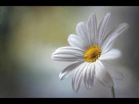 \"დათბა  უჩვეულოდ\"   მაია სიჭინავა /Author songs maia sitchinava