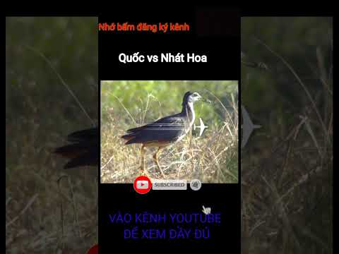 Tiếng Quốc Vs Nhát Hoa Mới Nhất Quocmoi