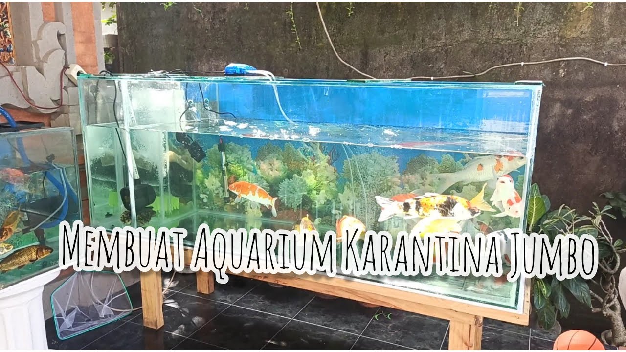 Aquarium 3 Gila Koi Aquarium 3 Gila Koi