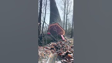 He is a  lumberjack #oddlysatisfying #satisfying #treework #giant #chainsaw #asmr #trees #fyp