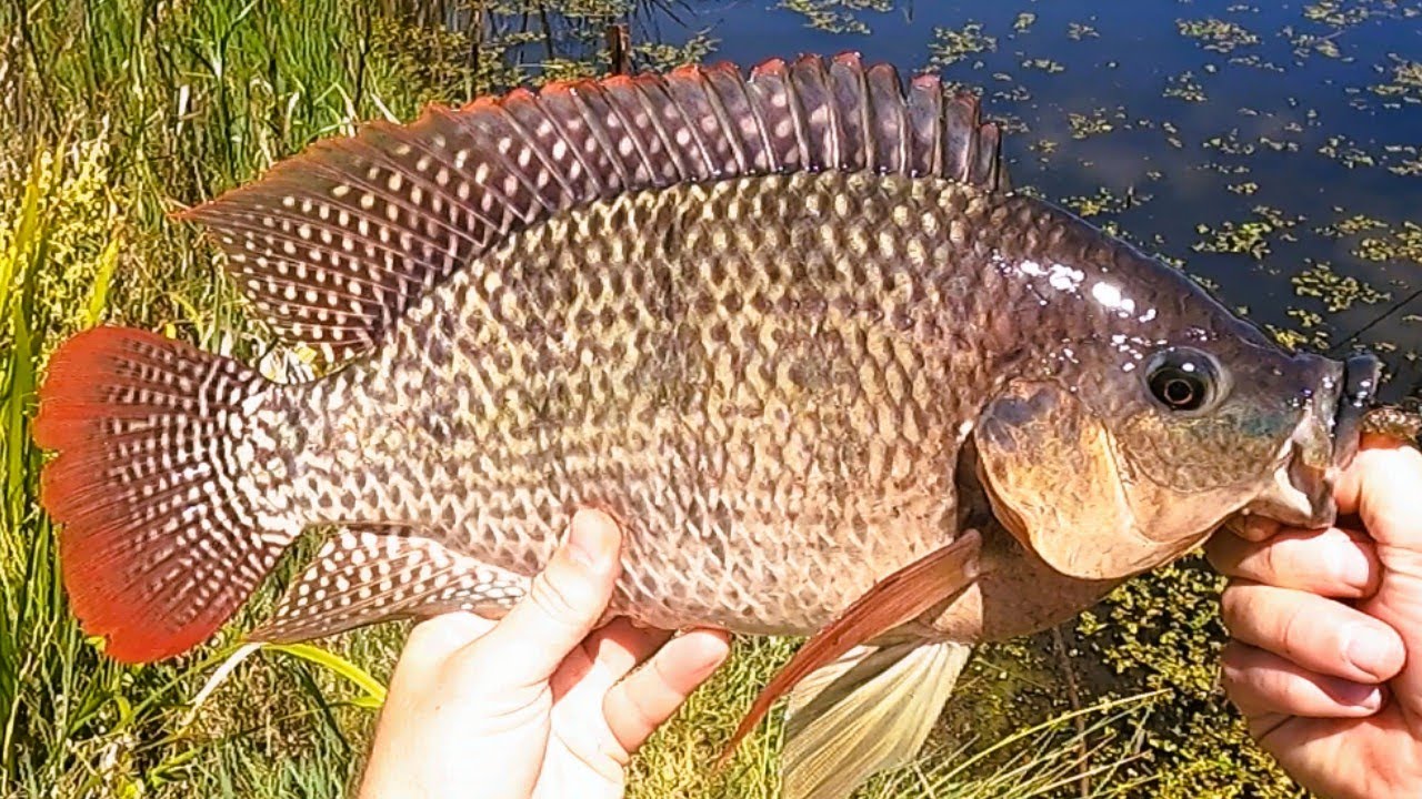 How To Catch Monster Tilapia - Bait and Lures 