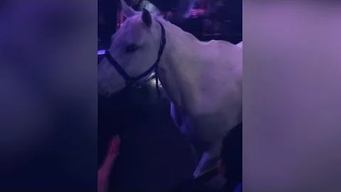 Clubbing with a Horse - The Mix 01