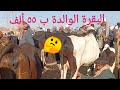 انخفاض أسعار البقر الوالد والعشر والحلاب بسوق السبت اليوم ١٠/ ٢/ ٢٠٢٤م