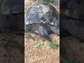 Turtles can landscape.