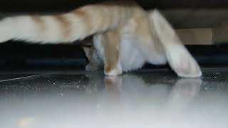 VLOG 1: Are u kitten me!