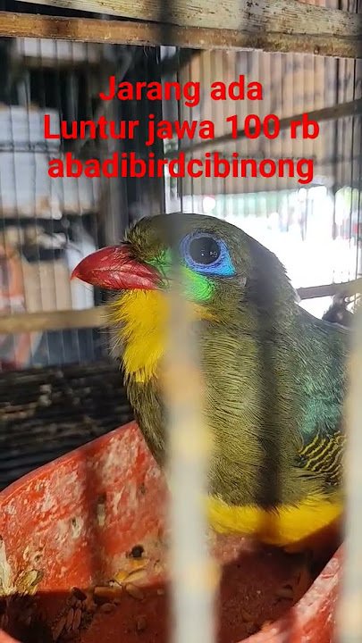 Burung ini jarang ada Luntur jawa sangat langka sekali 💯rb #abadibirdcibinong