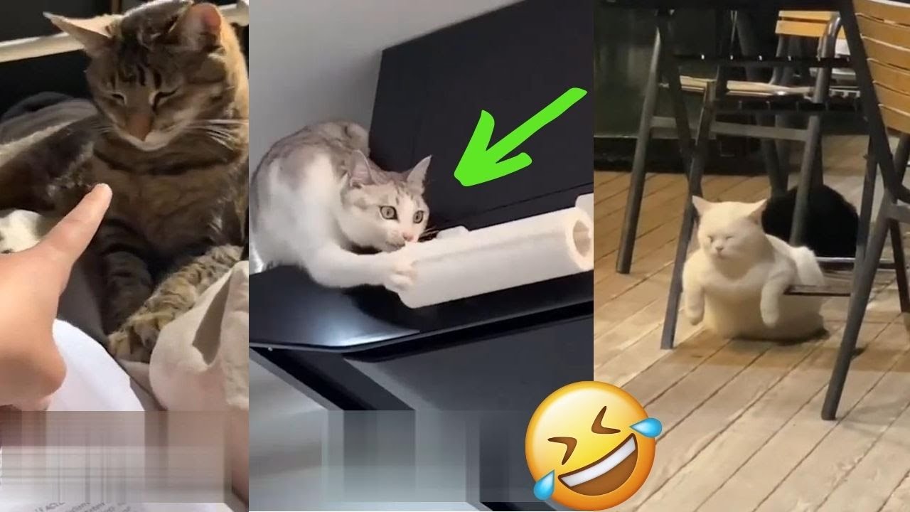 GATOS ENGRAÇADOS e FOFOS- tente não rir- [animais engraçados] #2 - YouTube