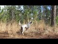 North Carolina Sojourn With Bird Dogs Afield North Carolina Sojourn With Bird Dogs Afield