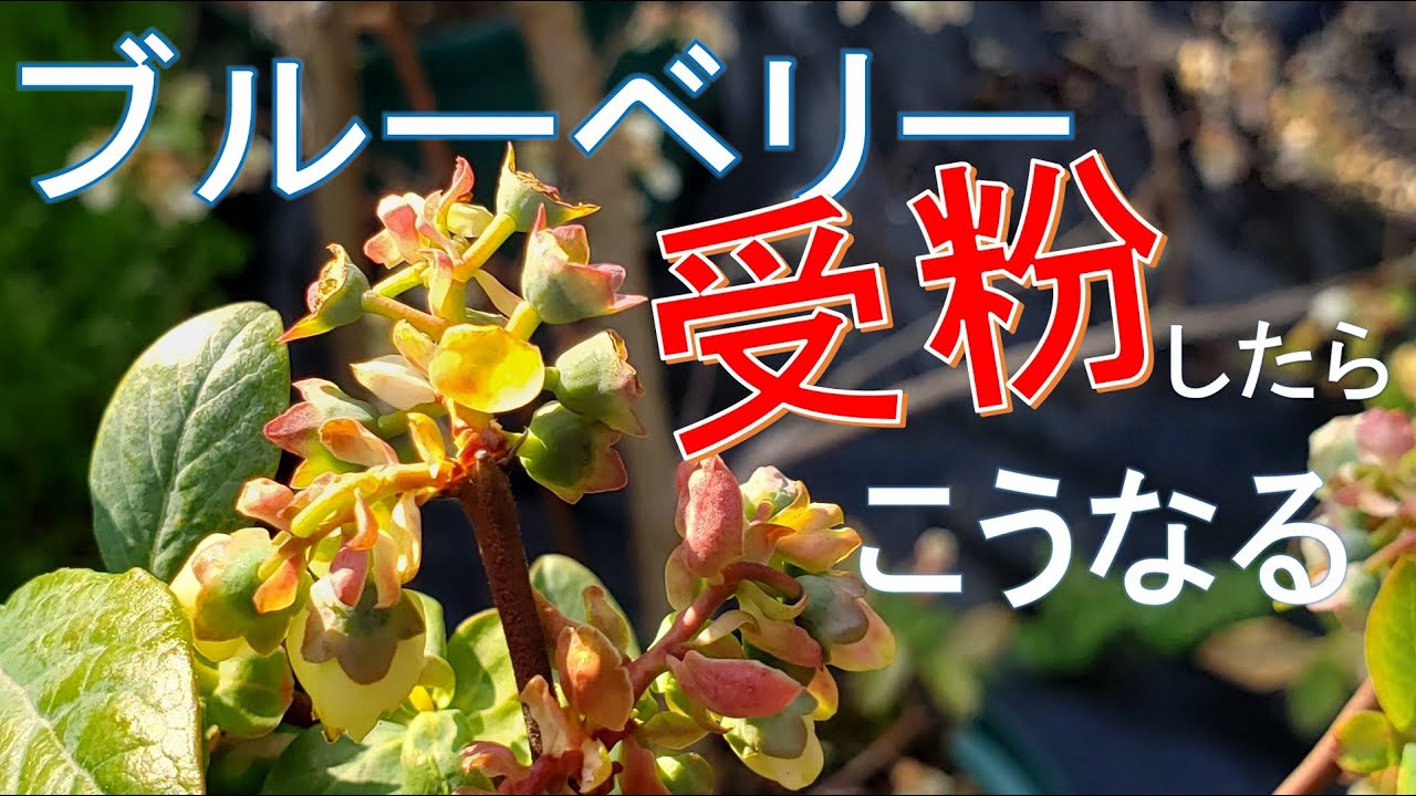 ブルーベリー栽培 受粉中です Youtube