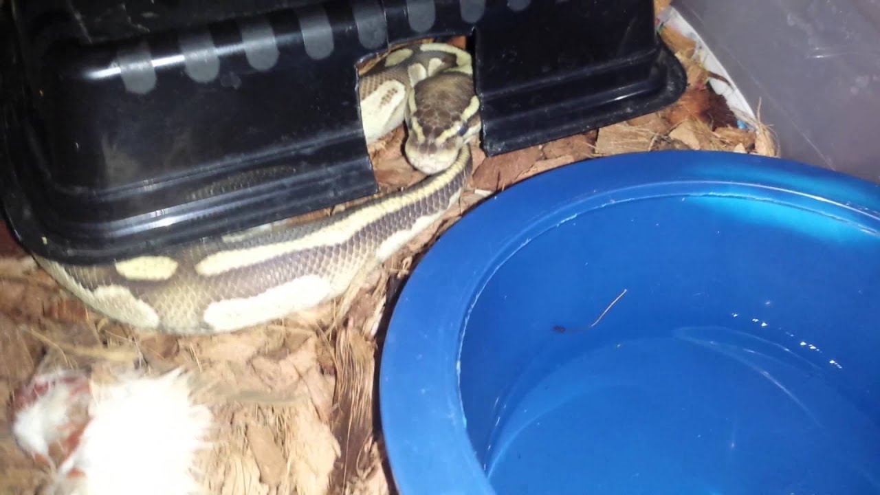 awesome sport Ball pythons back on food