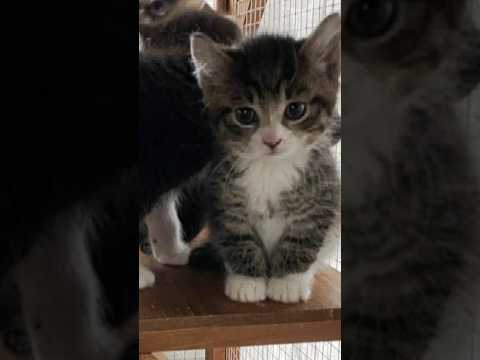Ashley Look At Me! 😎 #funny #kitten #shorts #viral #cats #video #cute #kitty #tiktok #cat #trending