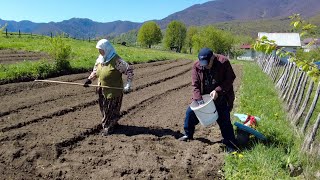 SVE BI DALI DA SE SIN OMER VRATI! - Stari Salih i Aiša 50 godina siju njive zajedno!