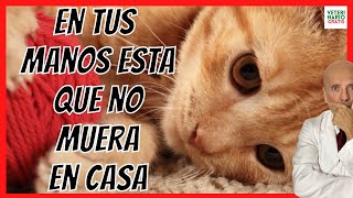 ⚠ TOP 10 THINGS THAT CAN KILL YOUR CAT AND THAT YOU HAVE AT HOME ⚠ FREE VETERINARIAN FOR CATS