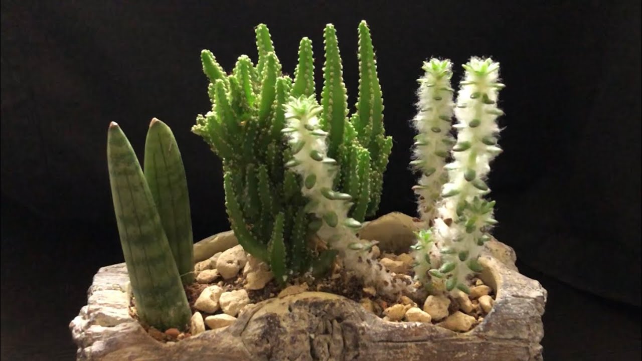 イライラ時間に緑の癒しを 滋賀県長浜の花屋 第一フラワー Youtube