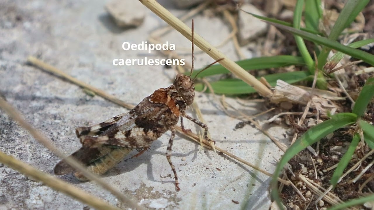 Oedipoda caerulescens -- Blauflügelige Ödlandschrecke
